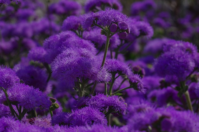 Huiles essentielles - Usage